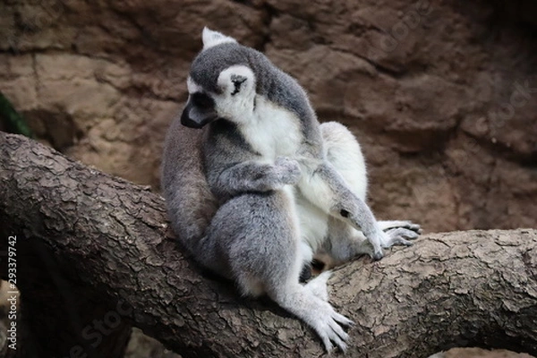 Fototapeta lemurien