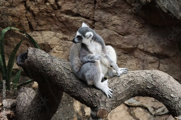 Fototapeta lemurien