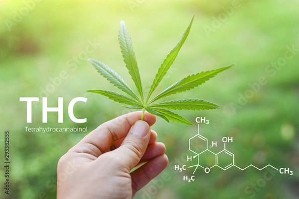 Fototapeta Tetrahydrocannabinol or THC molecule formula with Marijuana background, Cannabis.