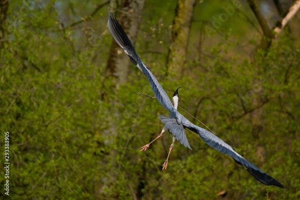 Obraz Graureiher (Ardea cinera)