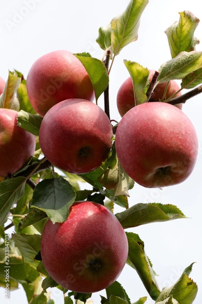 Fototapeta Sweet, red, juicy apples growing on the tree in their natural environment.