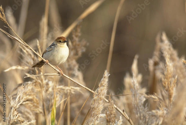 Obraz Levaillant's cisticola