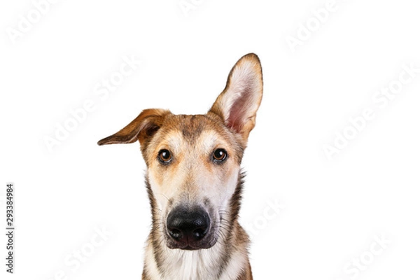 Fototapeta Studio shot pf a happy adult large mixed breed golden color dog sitting with a smile on his face