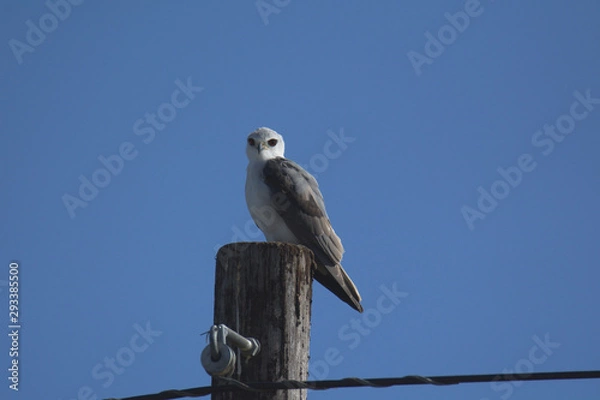 Obraz Black-winged kite
