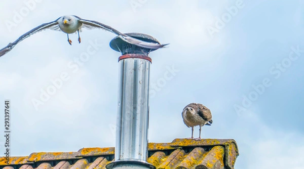 Obraz Two seagulls on the roof
