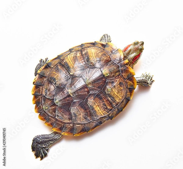 Obraz Red-eared turtle, Trachemys scripta on white isolated background. Yellow-bellied water turtle. Close up. The view from the top.