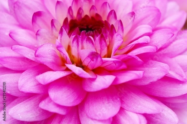 Obraz Dahlien Blüten