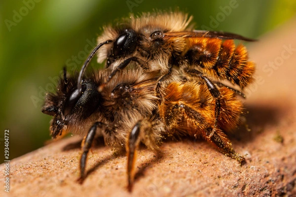 Fototapeta Red Mason bees mating