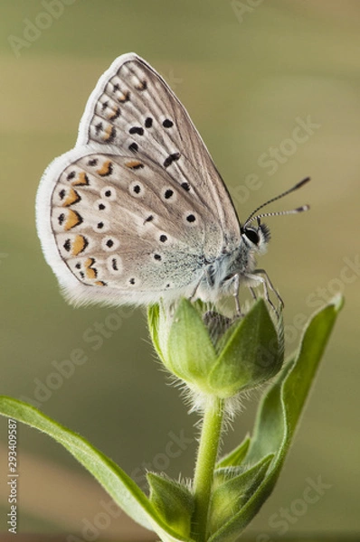 Fototapeta Polyommatos icarus or celina Common Blue small butterfly of the Lycaenidae family perched on top of a cocoon