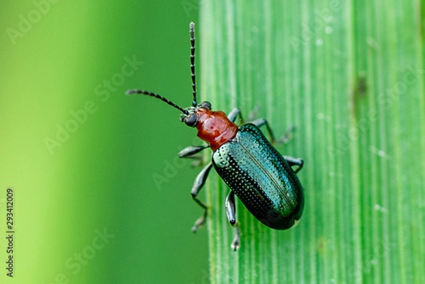 Fototapeta beetle on leaf