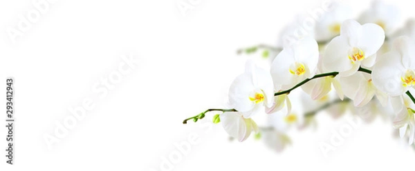 Obraz Biała orchidea na białym