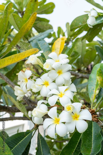 Obraz Plumeria flower bouquet With the backdrop of the branches of the tree