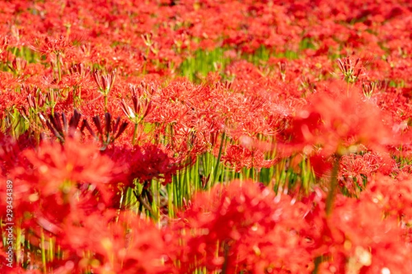 Obraz 曼珠沙華　権現堂公園　埼玉県幸手市