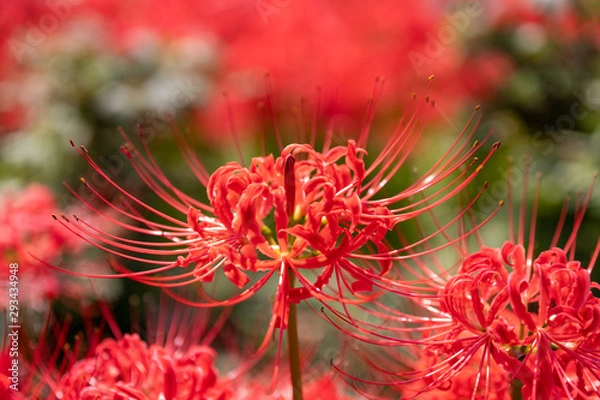 Fototapeta 曼珠沙華　権現堂公園　埼玉県幸手市