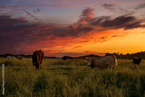 Fototapeta Sunset and Cows