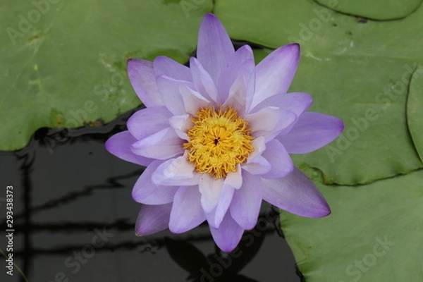 Fototapeta Lotusblume