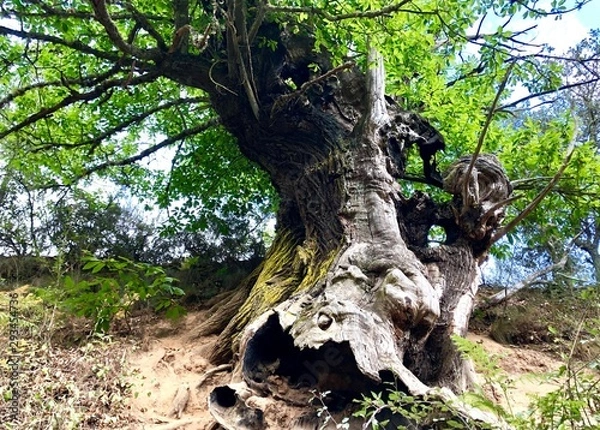 Obraz Castaño hueco