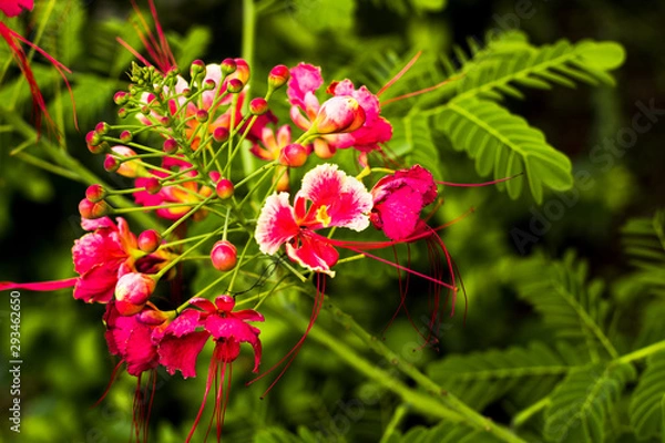 Obraz Ramo de flores