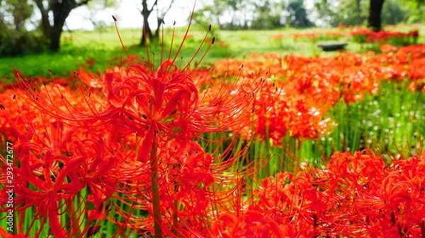 Obraz 滋賀　桂浜園地の彼岸花