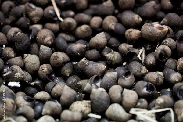 Obraz bigorneaux à ramasser sur la plage