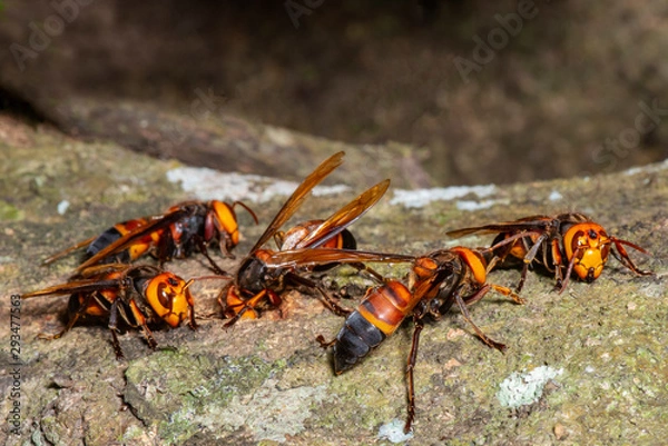 Fototapeta Picture giant hornet (Vespa crabro) Real Asian wasp,Originated in East Asia and the tropics. They like to live in mountains and low forests.