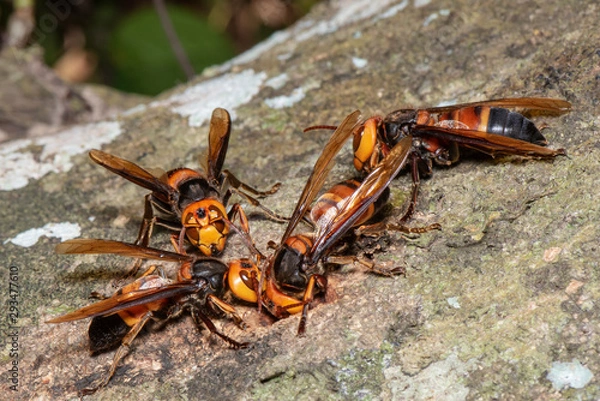 Fototapeta Picture giant hornet (Vespa crabro) Real Asian wasp,Originated in East Asia and the tropics. They like to live in mountains and low forests.