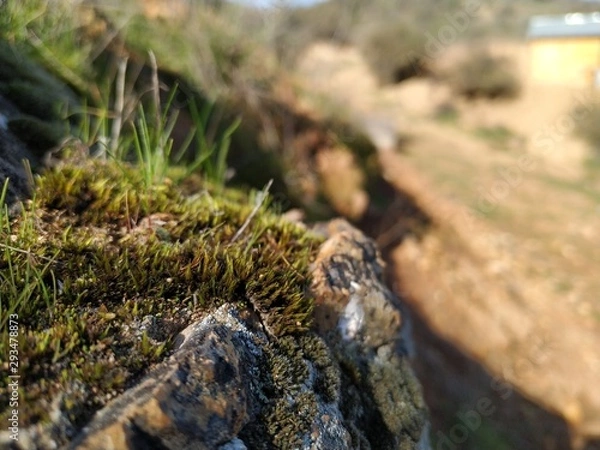 Obraz lizard on rock