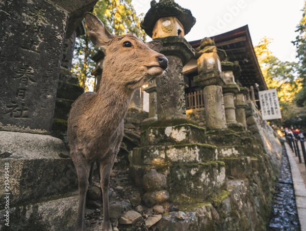 Obraz A deer in Nara
