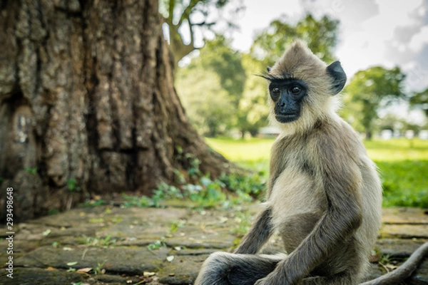 Obraz Monkey in Sri Lanka