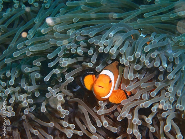 Obraz Nemo in anemone