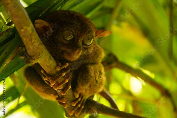 Obraz Tarsier in Bohol