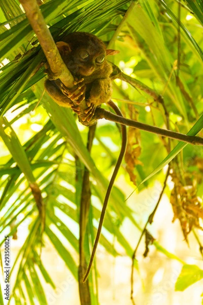 Obraz Tarsier in Bohol