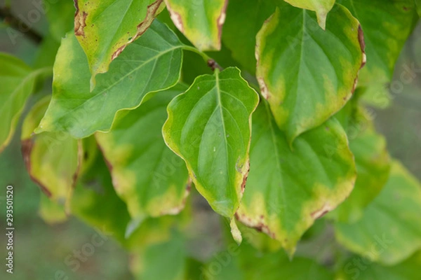 Fototapeta leaf