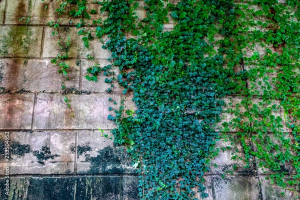 Fototapeta Old Stone Walls and Ivy Walls
