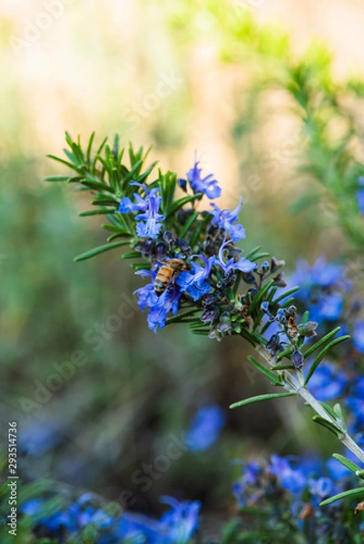 Obraz flowering dwarf rosemary shrub, bright blue rosemary flowers, rosemary with bees buzzing around flowers in springtime, green rosemary, kitchen garden herbs