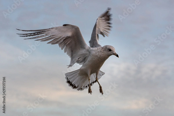 Obraz Seagull frozen mid-flight
