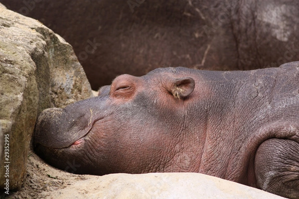Obraz Little hippo sleeping