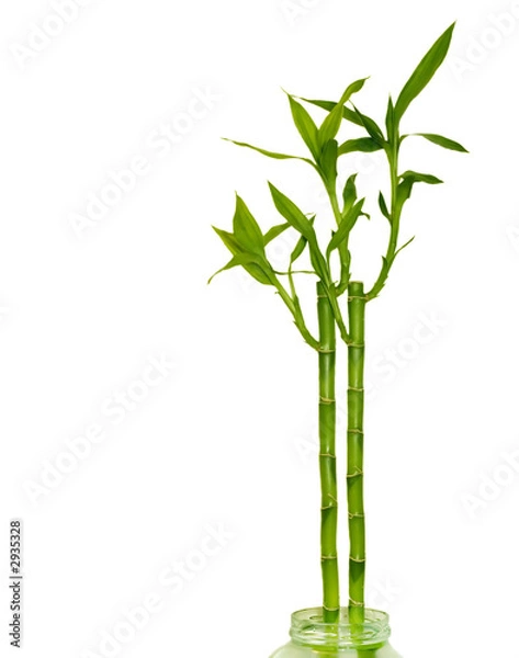 Obraz lucky bamboo