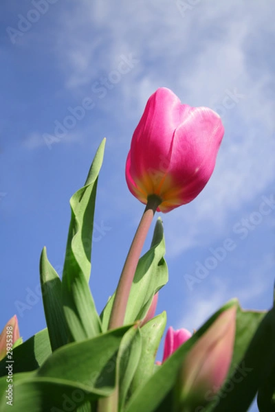 Obraz tulips