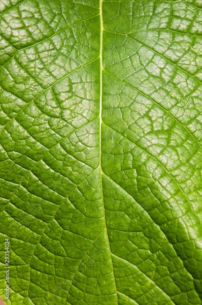 Obraz Blatt im Detail