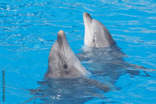 Obraz Bottlenose dolphins