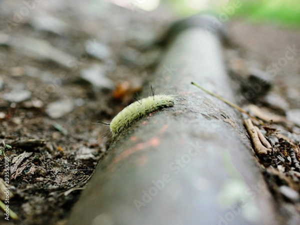 Obraz Caterpillar