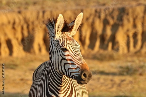 Obraz Hartmanns Mountain Zebra