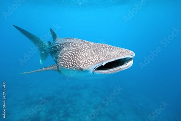 Obraz Rekin wielorybi