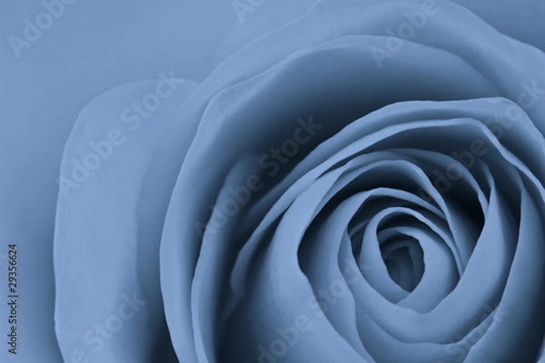 Fototapeta blue rose macro