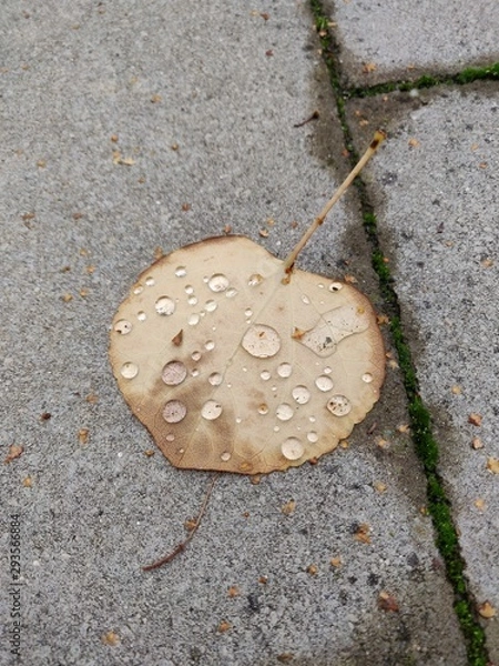 Fototapeta Blatt mit Regentropfen