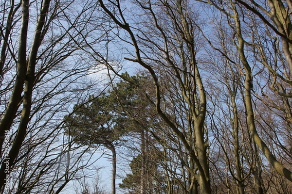 Fototapeta tree and sky