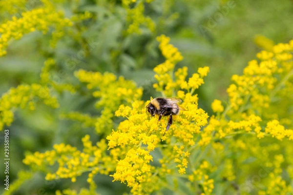 Obraz bee on a yellow flower