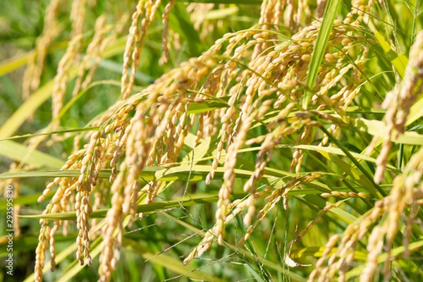 Obraz 稲穂