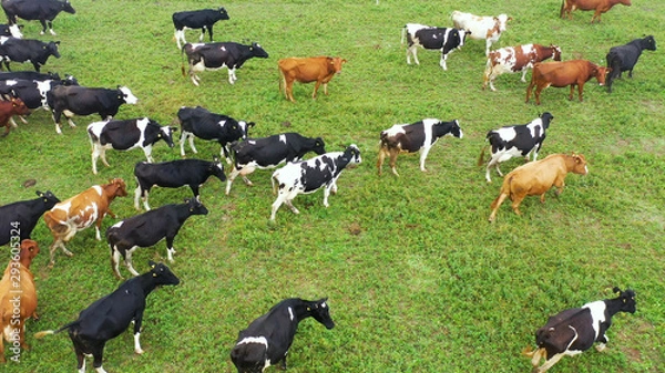 Fototapeta Aerial view of cows herd grazing on pasture field, top view drone pov , in grass field these cows are usually used for dairy production.